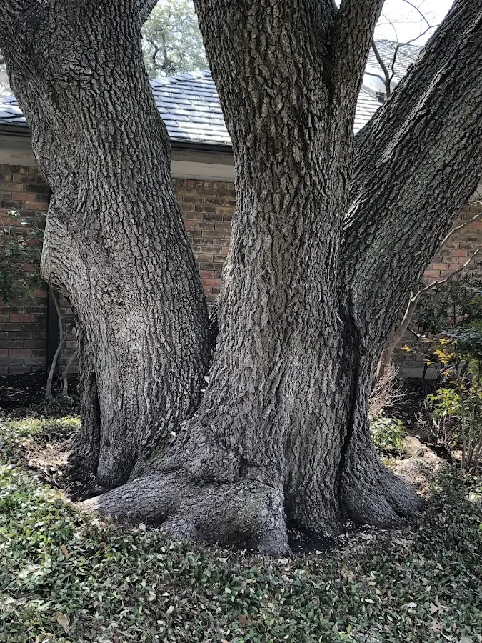 Mature heritage tree close to a Fenelton property cared for by certified arborists